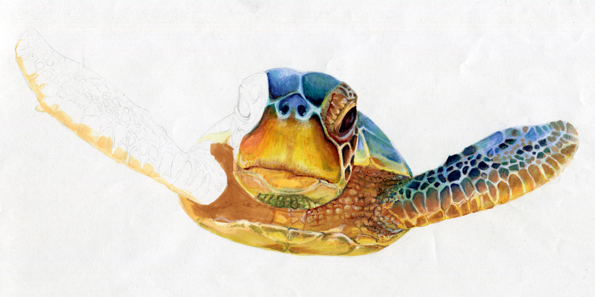 AID Berlin - Akademie für Illustration und Design - Weiterbildung in Intensivseminaren